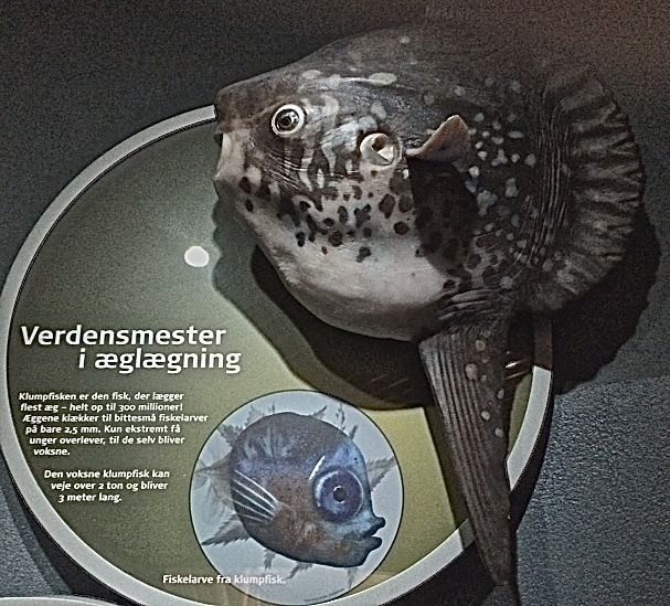 Klumpfisken legger  300 millioner rognkorn! 