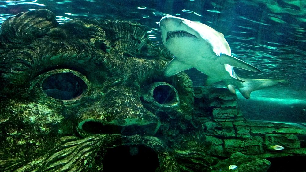 Nå må Oslo få bygget sitt akvarium!