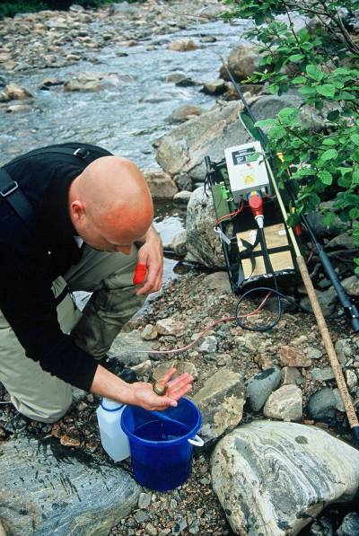 40 prosent av gyte-sjøørreten døde i Lærdalselva!