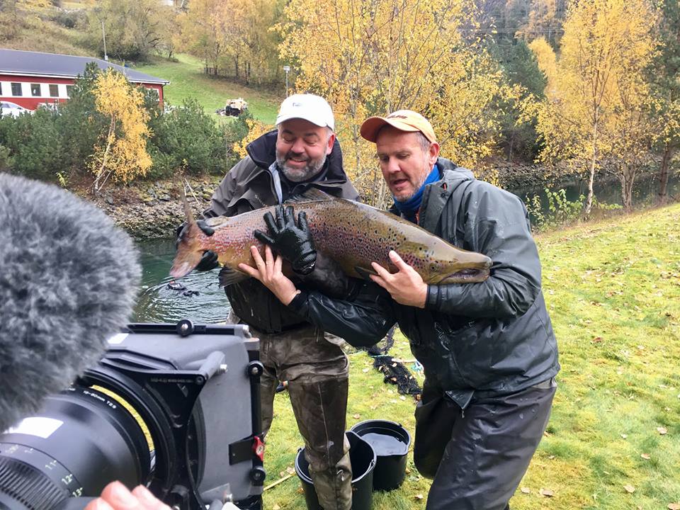 Årøyelva har verdens mest grovvokste atlantiske laks
