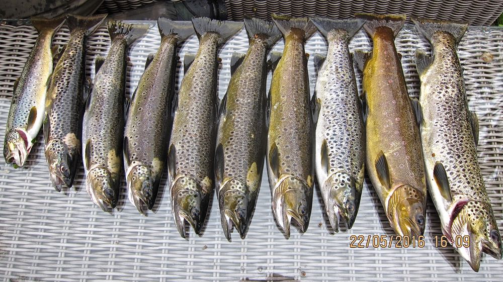 Nå starter storørreten bryllypsreisen til Jølstra