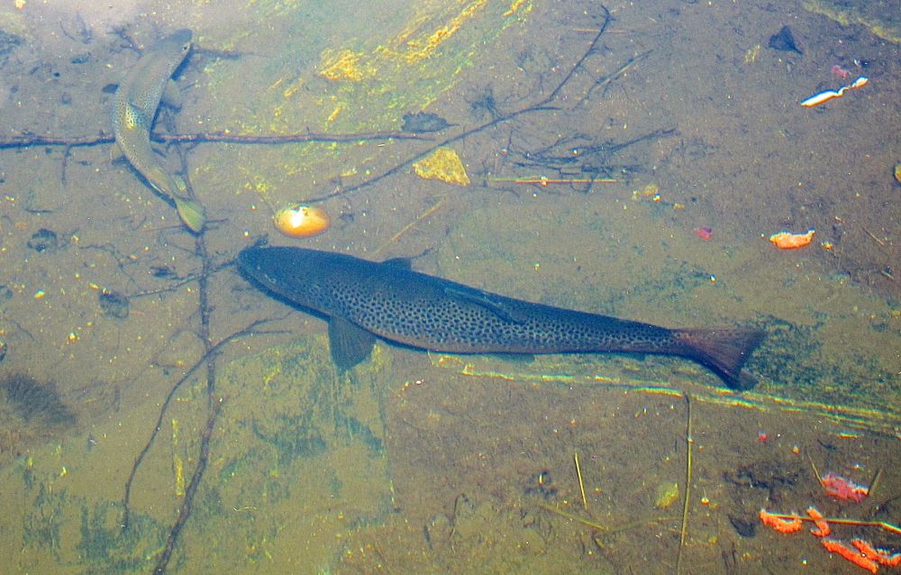 Nye soppangrep på storørreten i Mjøsa!