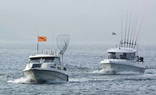Sterk oppsving i bestanden av den ville Østersjø-laksen!
