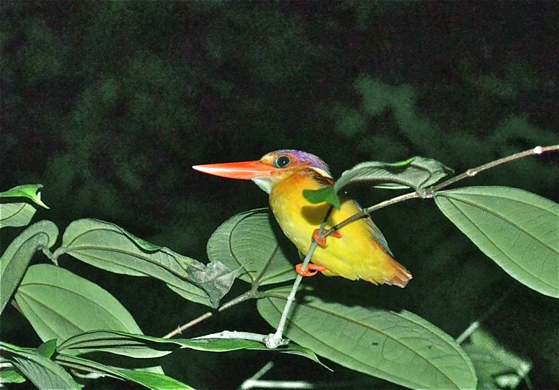 Møte med regnskogens minste kingfisher