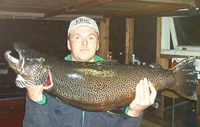 Kjempe-ørret tatt på sluk i Bandak i går kveld!