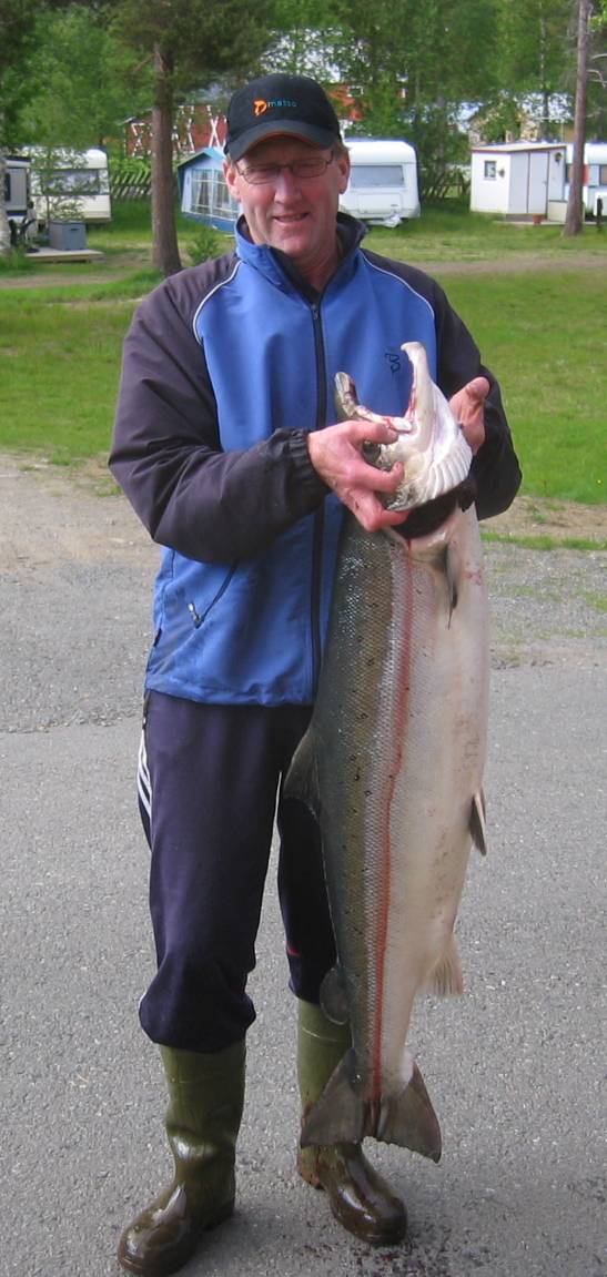 Den største laksen siden Beiarelva ble friskmeldt!