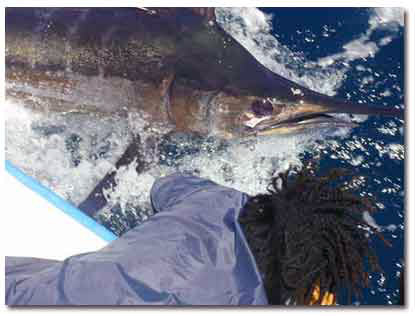 Bli med på Big Game-fiske i Karibien!