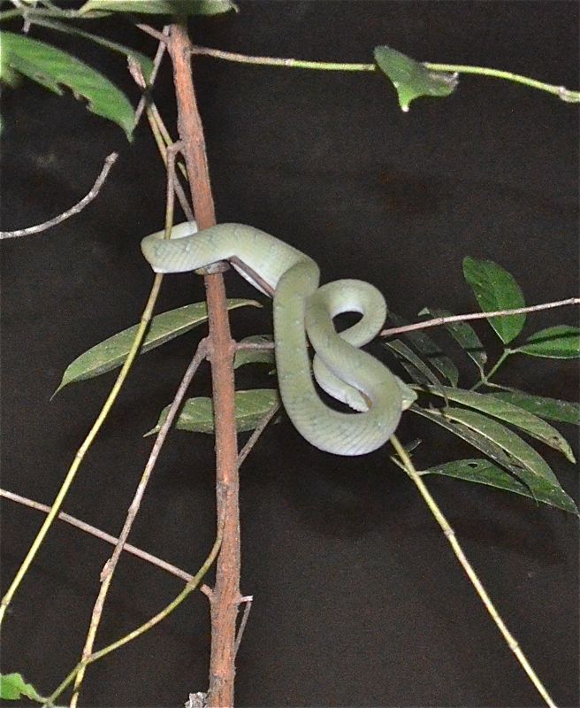 Giftige slanger henger ned fra trærne