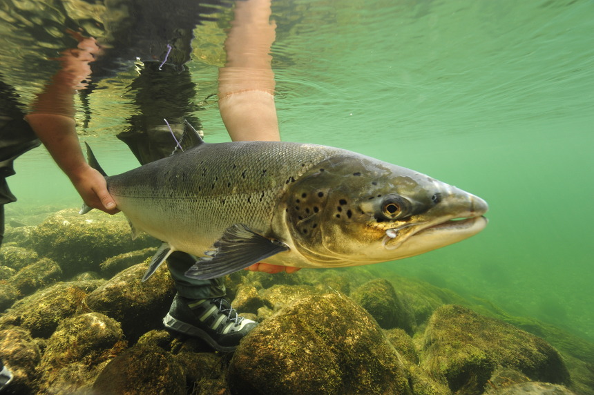 Klart for nytt forskningsfiske i Bolstadelva!
