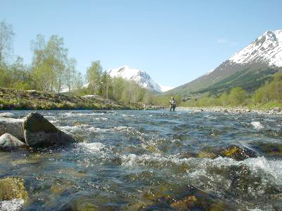 Nå kommer smålaksen i Vestlands-elvene!