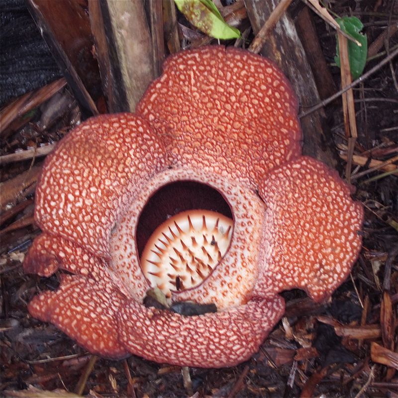 Vi fant verdens største blomst midt i regnskogen!