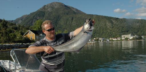 Brislingfiskere tok livet av store mengder storsei