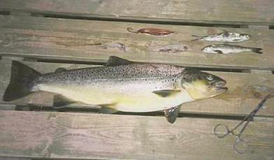 Brunørret med fire laksunger i magen!