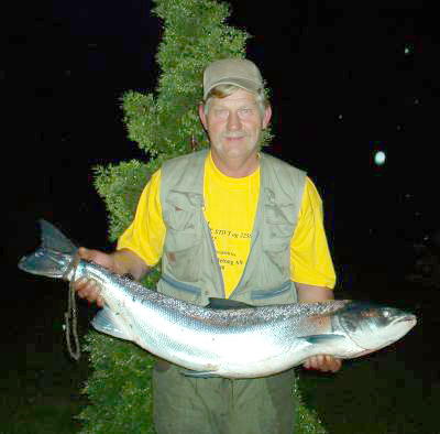 Nye flak av storlaks inn i Drammenselva!