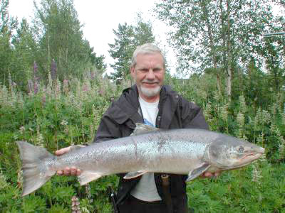 Villaksen lurer lakseparasitten øverst i Driva