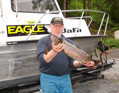Storørret foretrekker brisling som dorge-agn!