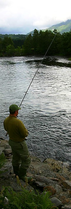 Massedød blant laksen i vestnorske oppdrettsanlegg!
