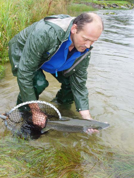 -Slipp tilbake den store gytefisken eller steng elvene!