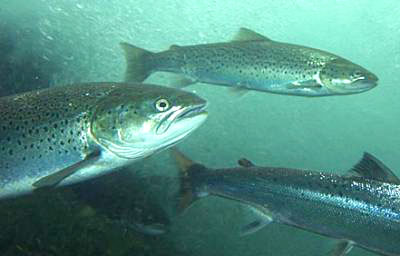 Laks på storskjerm i Skien!