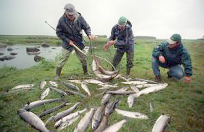 Kjempeoppvask etter laksedød i Håelva!