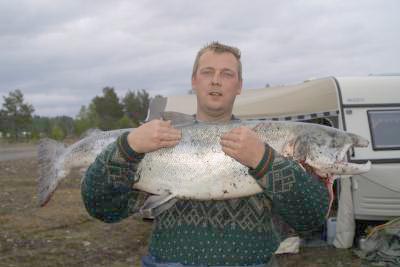 Vel 13 tonn laks i Altaelva - bare en over 20 kilo