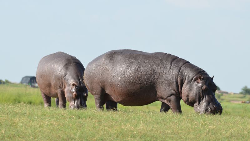 Flodhesten er farligere enn løver og krokodiller