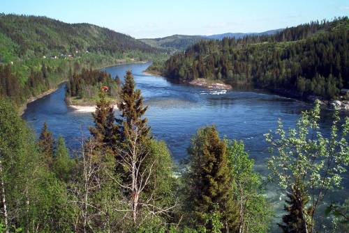 Vefsna-laksen er i gang med å ta elva tilbake!