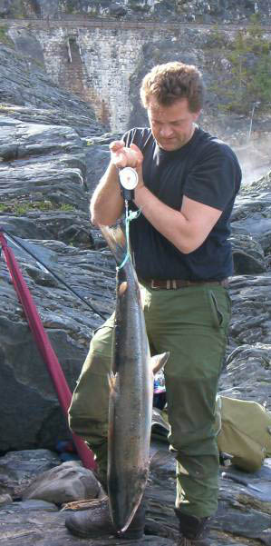 Over 6,5 tonn sjøørret og 1,6 tonn laks i Vefsna!