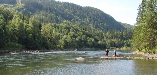 Vefsna endelig kvitt lakseparasitten! 