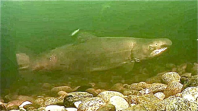 Tredjegangsgyter som ny kjendis i Gaula