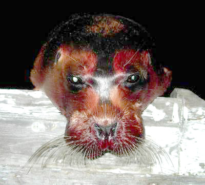 Det var som fanden selv herjet i lakselva!