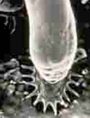 Gyro oppdaget i Numedalsvassdraget!