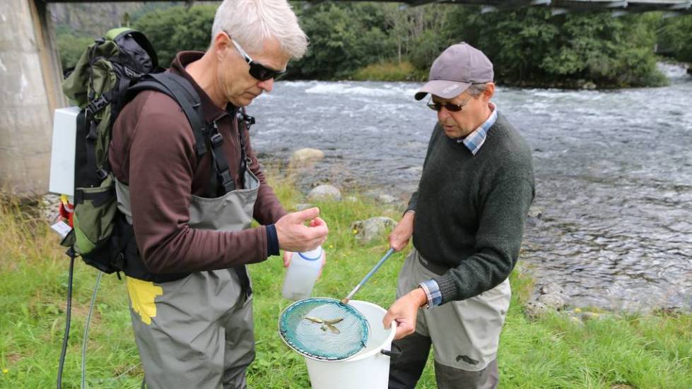 Lærdalselva full av laks, gyrofri og klar for friskmelding!