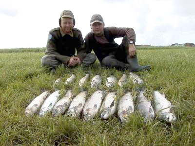 Laksefangstene i Rogaland redusert med 40 prosent!