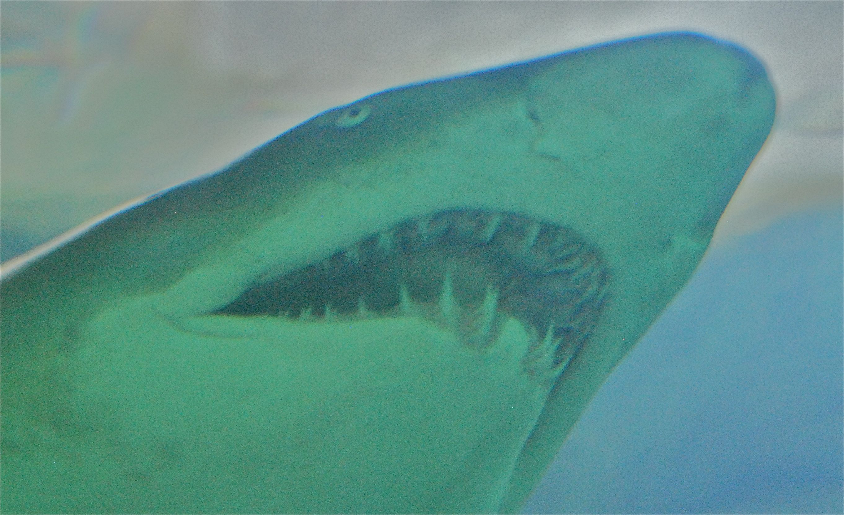 Hai drepte syv personer ifjor - bestanden øker