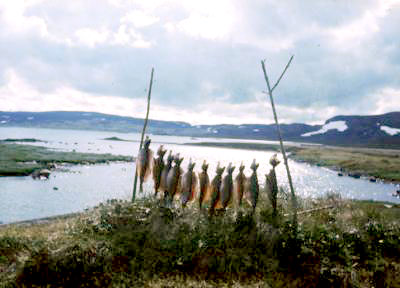 Petter Stordalen kjøpte katta i sekken!