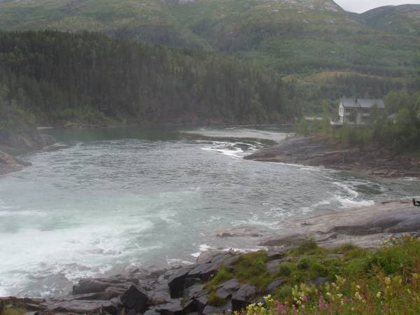 Nå skal lakseparasitten fjernes fra Vefsna!