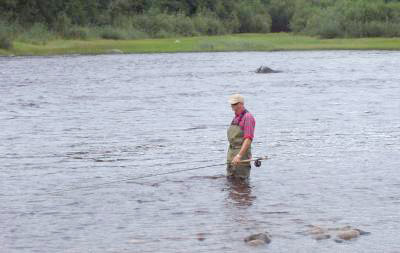 Alle c&r-laksen på Kola overlevde gjenutsetting!