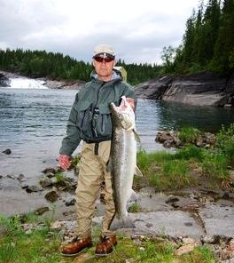 Mesteparten av all villaksen ble gjenutsatt i Ranaelva!