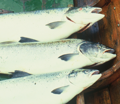 Ikke forbud mot kilenofiske i Frierfjorden i år