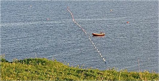 Halvparten av sjølaks-fangsten blir tatt i Finnmark