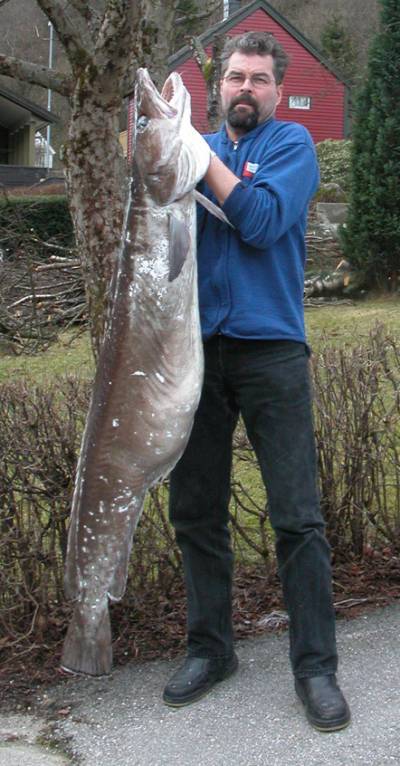 Kjempe-lange tatt i Sognefjorden!