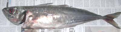 Hva slags fisk er dette?