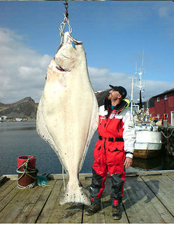 Ny verdensrekord  for kveite på 202 kilo utenfor Værøy!