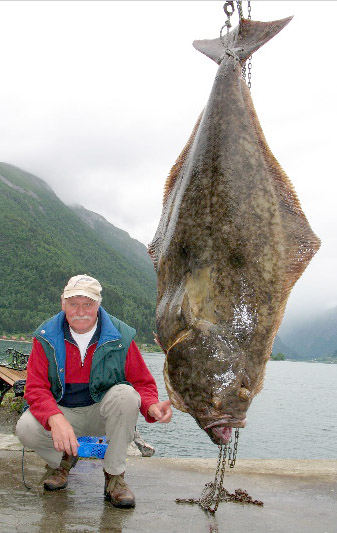 Kveite på 105 kilo på stang i Sognefjorden!