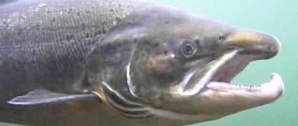 - Stangfiske etter villaks er bare et leketøy for de rike! 