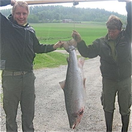 Dårligste årsfangst i Numedalslågen på 50 år!