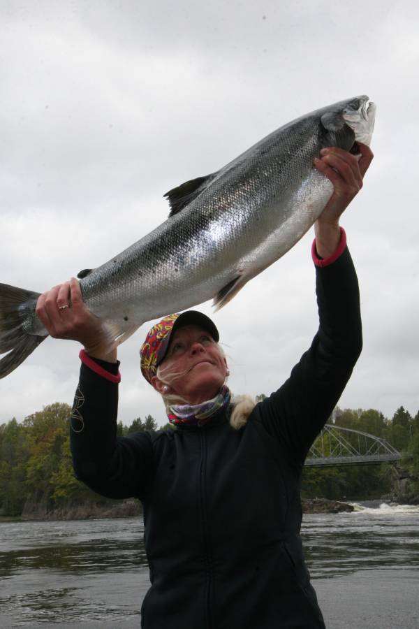 Sterke kutt i laks- og sjøørretfiske i Numedalslågen