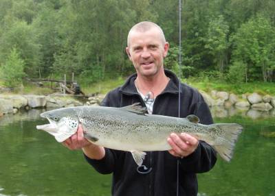 400 000 rømt farmlaks forurenser Vestlandselvene!