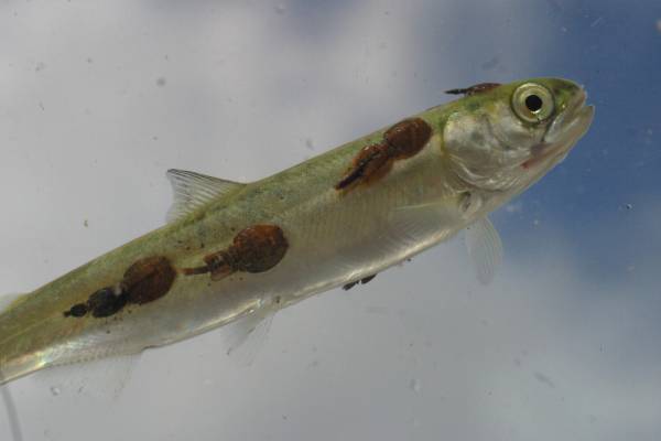 Opptil 7 av 10 smolt dør av lus på vei ut fra elvene!